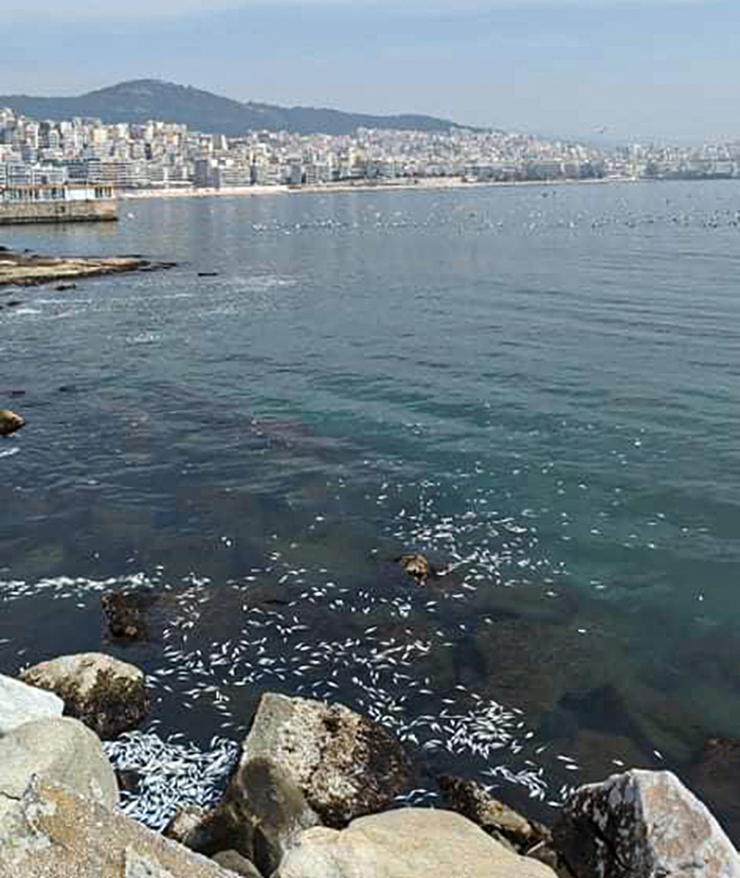 ihthioskala-kavala-nekra-psaria-003