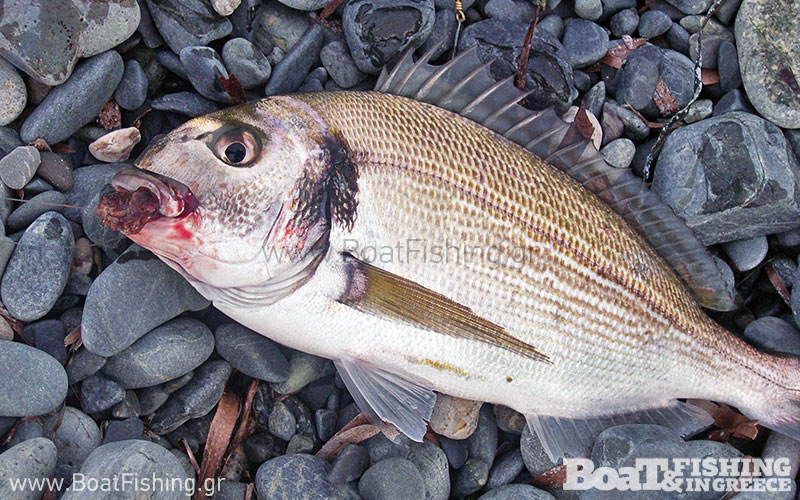 psarotopoi_kavala_tsipoyres_sto_limani-citypedia (4)