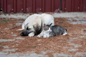 adespoto-skyli-adespoto-gata-kavala-citypedia