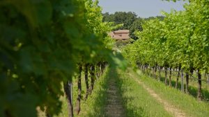 oinotourismos-kavala-citypedia-004