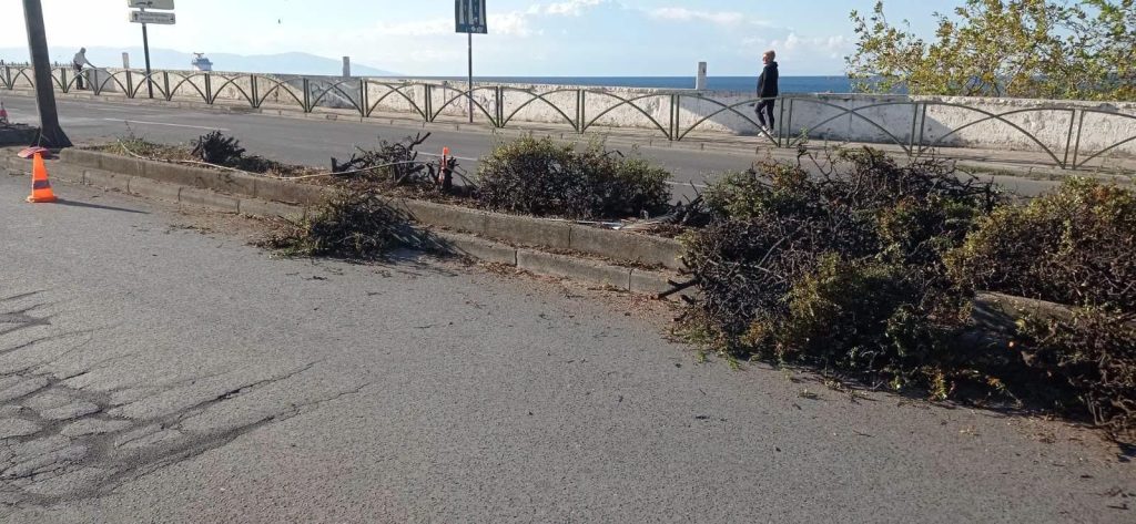 Νησίδα Καβάλας - κλαδιά από την αποξήλωση των πυράκανθων, φωτογραφία 11