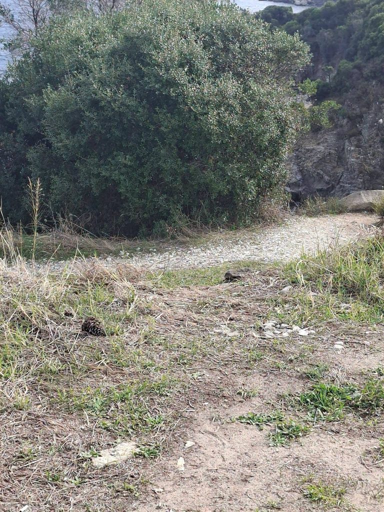 Καθαρισμός ακτής Νέα Ηρακλείτσα - το μονοπάτι στον λόφο πάνω από την ακτή